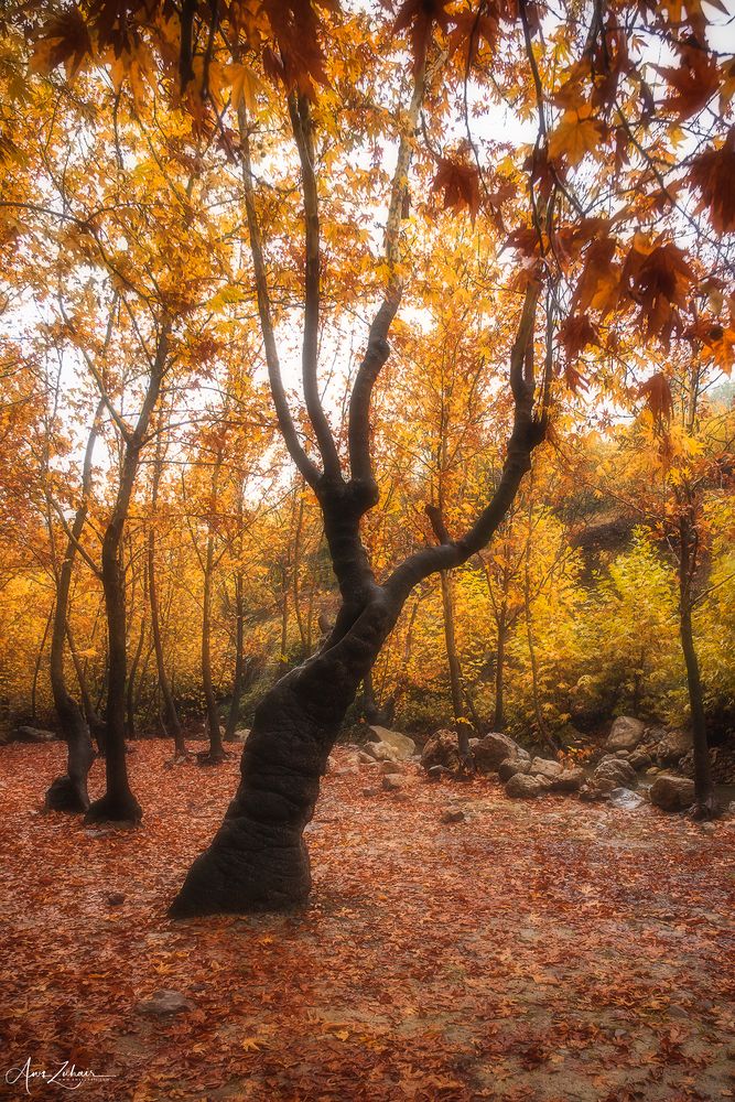 Autumn Vibe