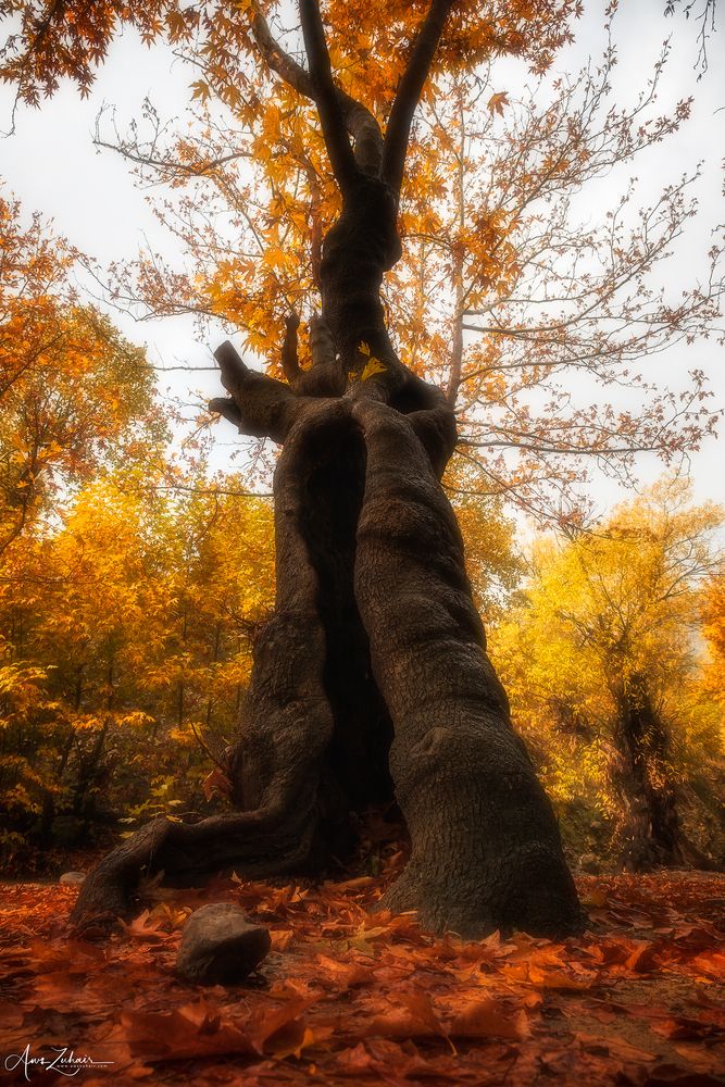 Autumn Vibe