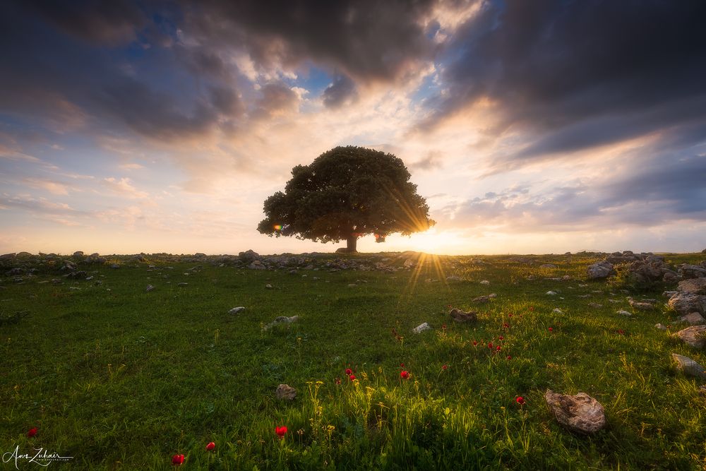 The Lonely Tree