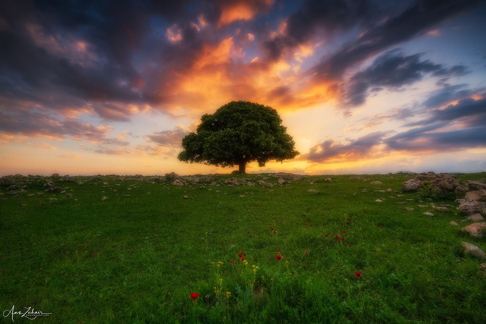 The Lonely Tree
