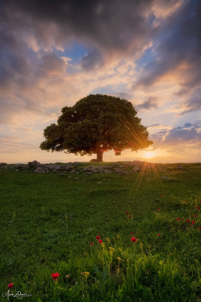 The Lonely Tree