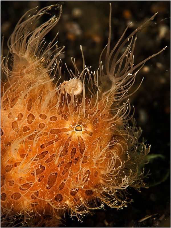 Hairy Frogfish