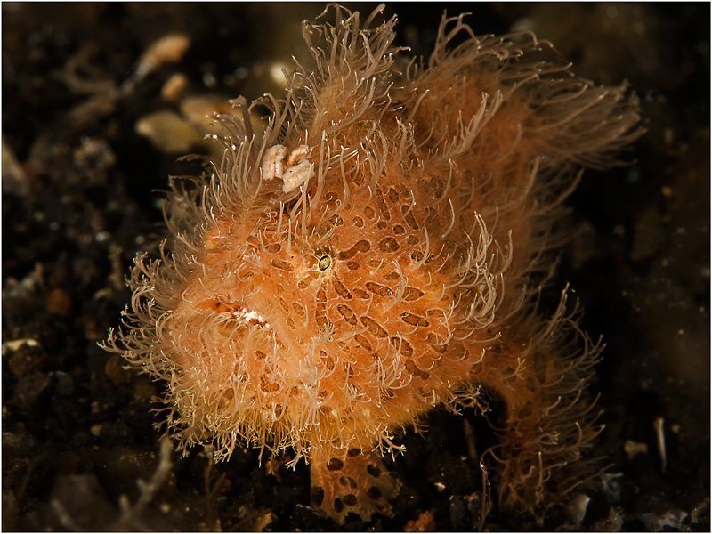 Hairy Frogfish