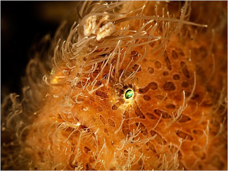 Hairy Frogfish