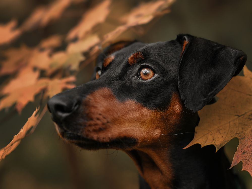 German Pinscher and a duck in the fog