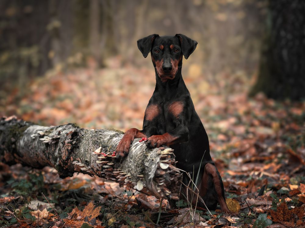 German Pinscher and a duck in the fog