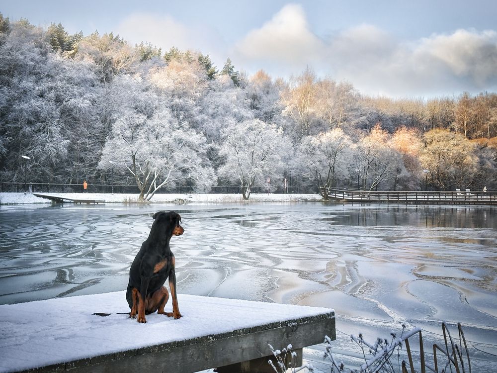 German Pinscher and a duck in the fog