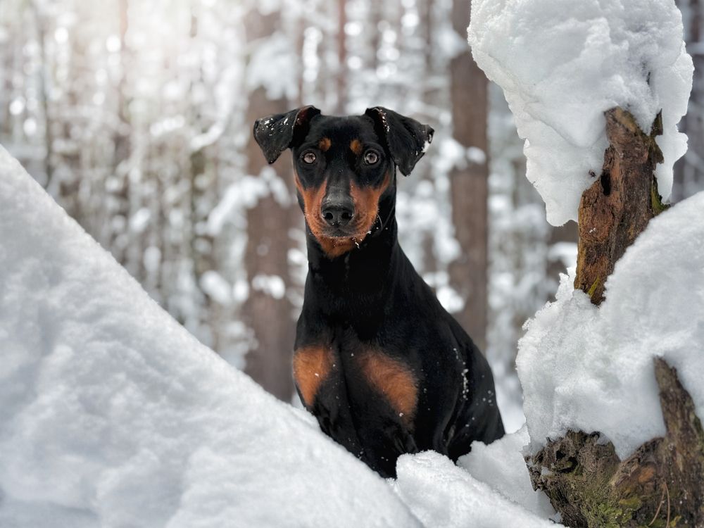 German Pinscher and a duck in the fog