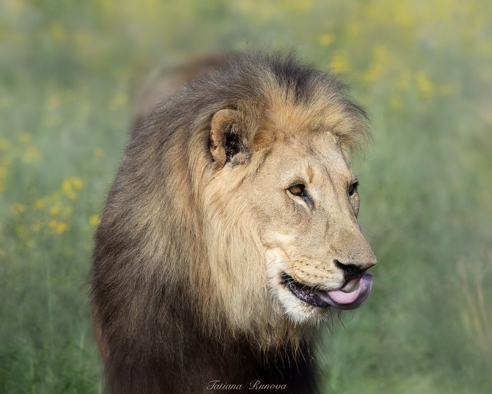 Царь зверей в цветочках