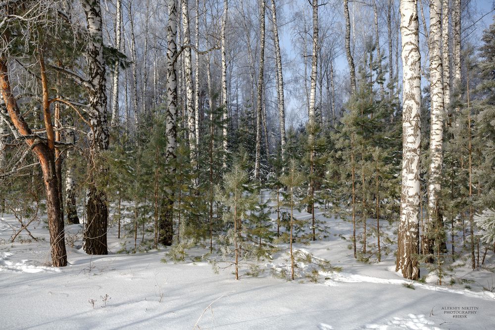 Февральский день в лесу лазурном.