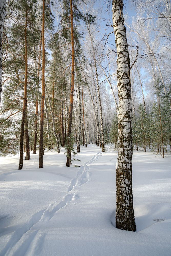 Февральский день в лесу лазурном.