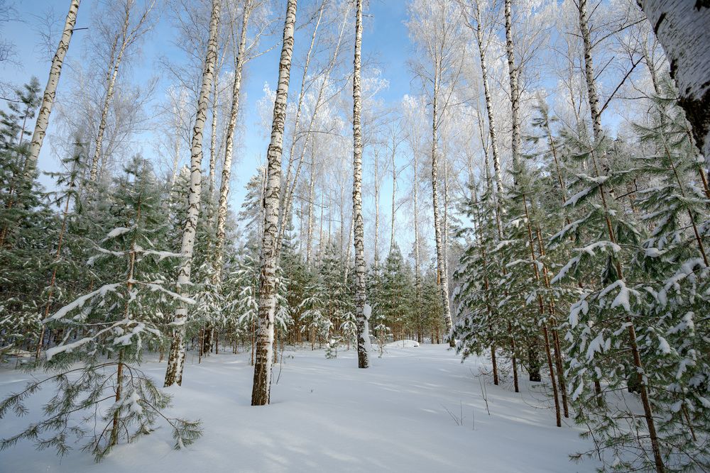 Февральский день в лесу лазурном.