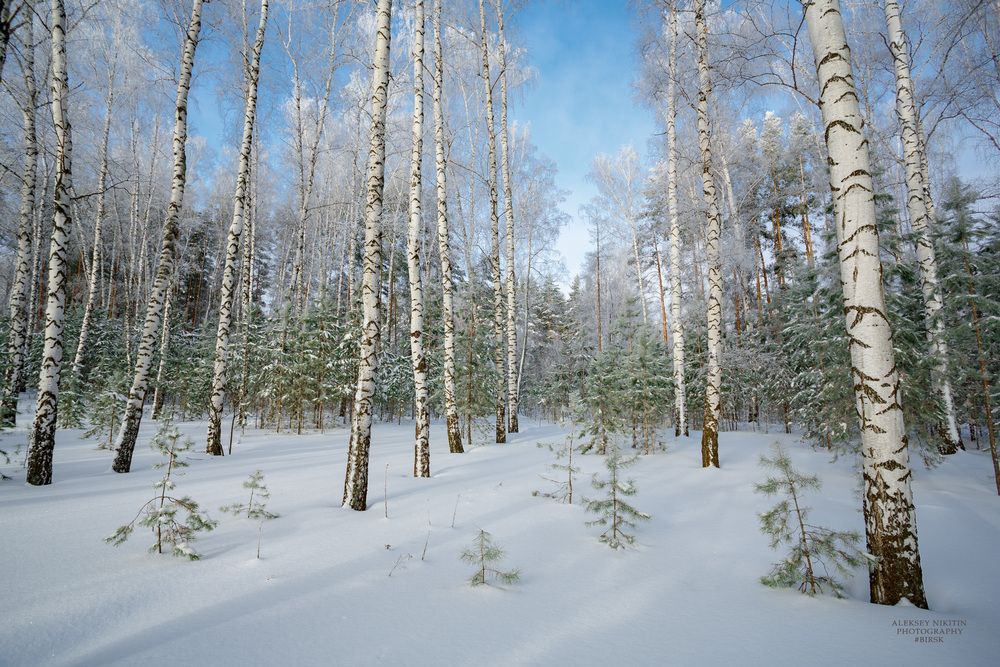 Февральский день в лесу лазурном.