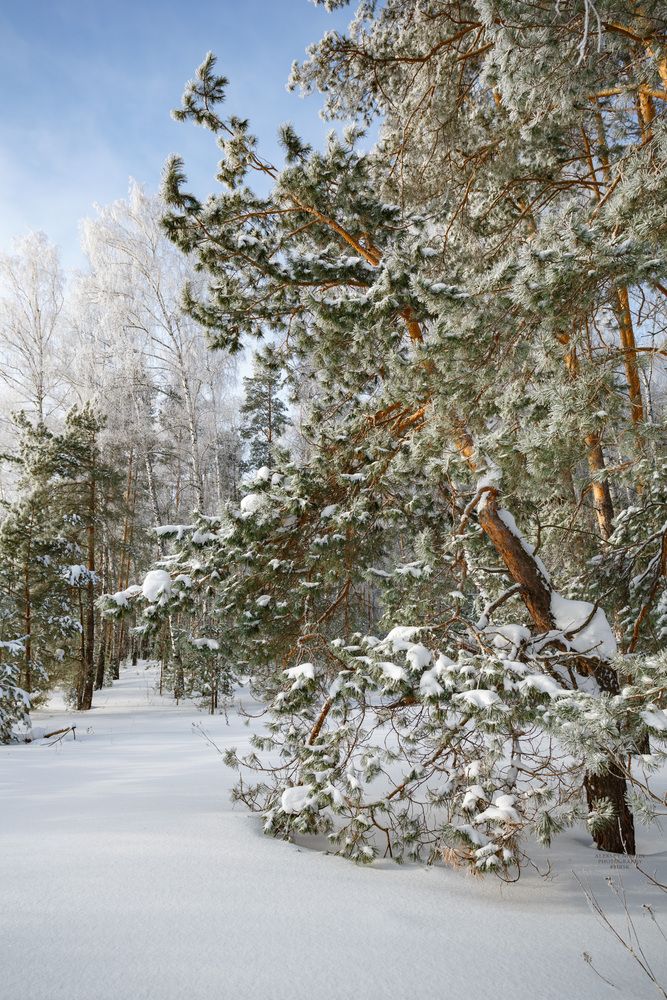 Февральский день в лесу лазурном.