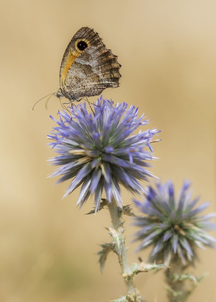 Pyronia