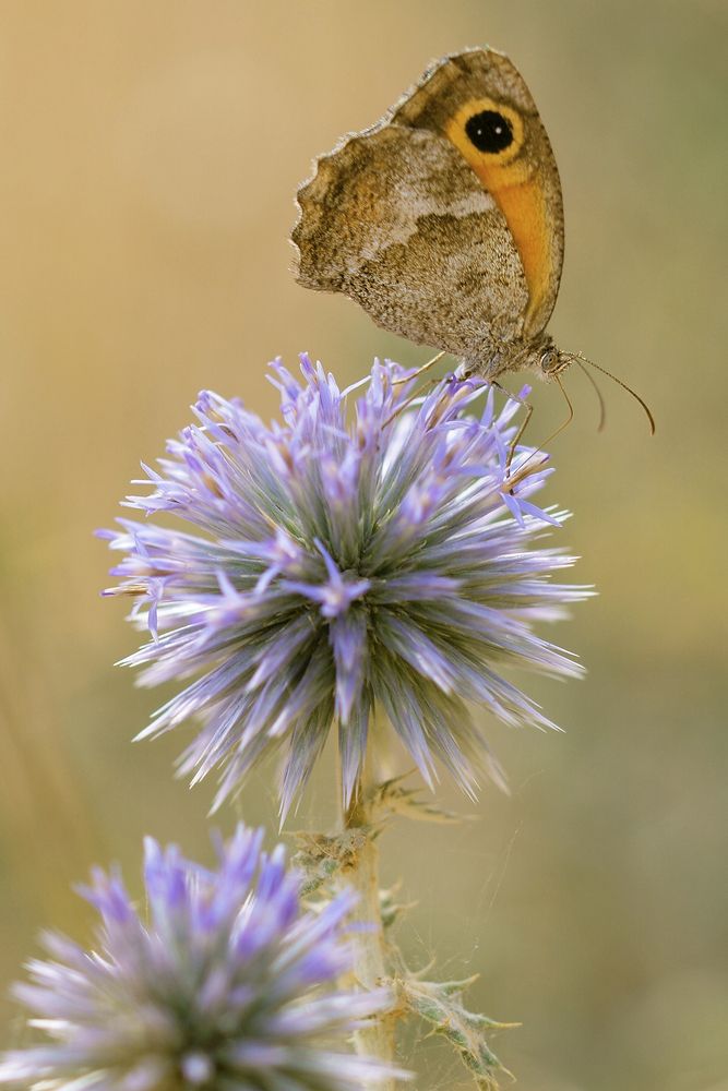 Pyronia