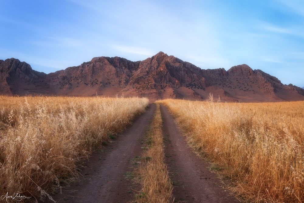 Wheat Field