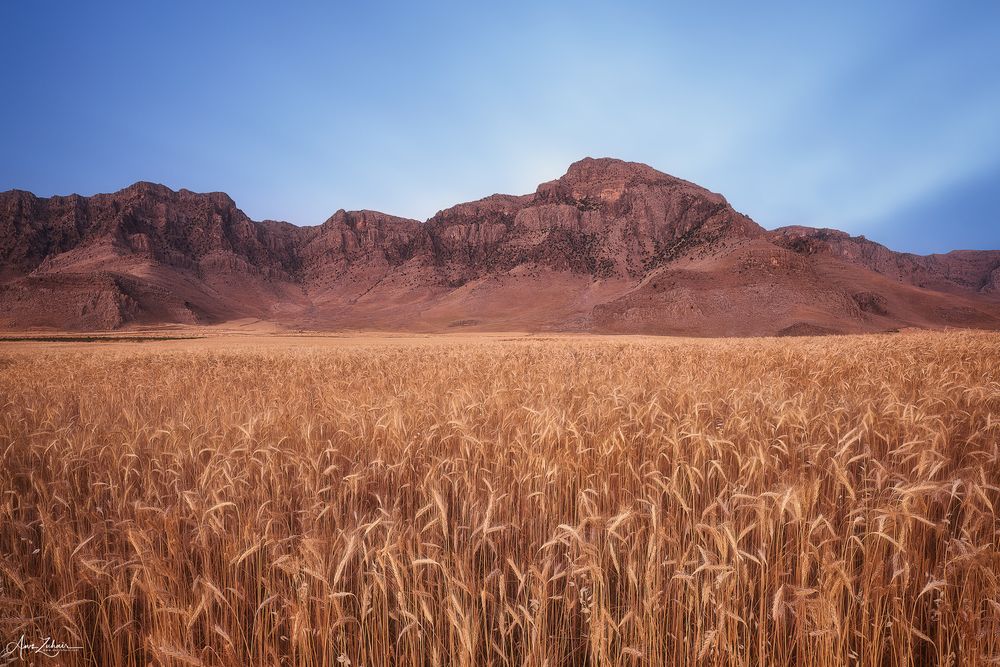 Wheat Field