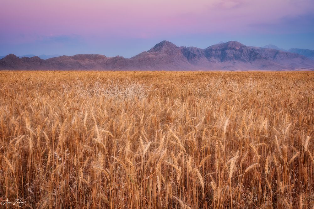 Wheat Field