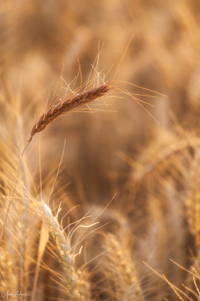 Wheat Field