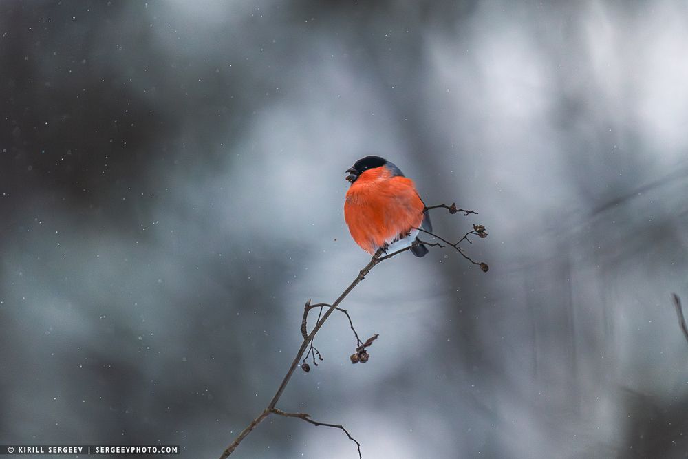 Снегирь | bullfinch