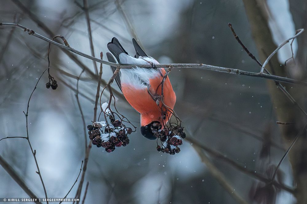 Снегирь | bullfinch