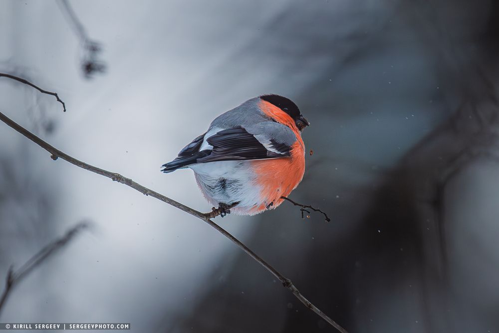 Снегирь | bullfinch