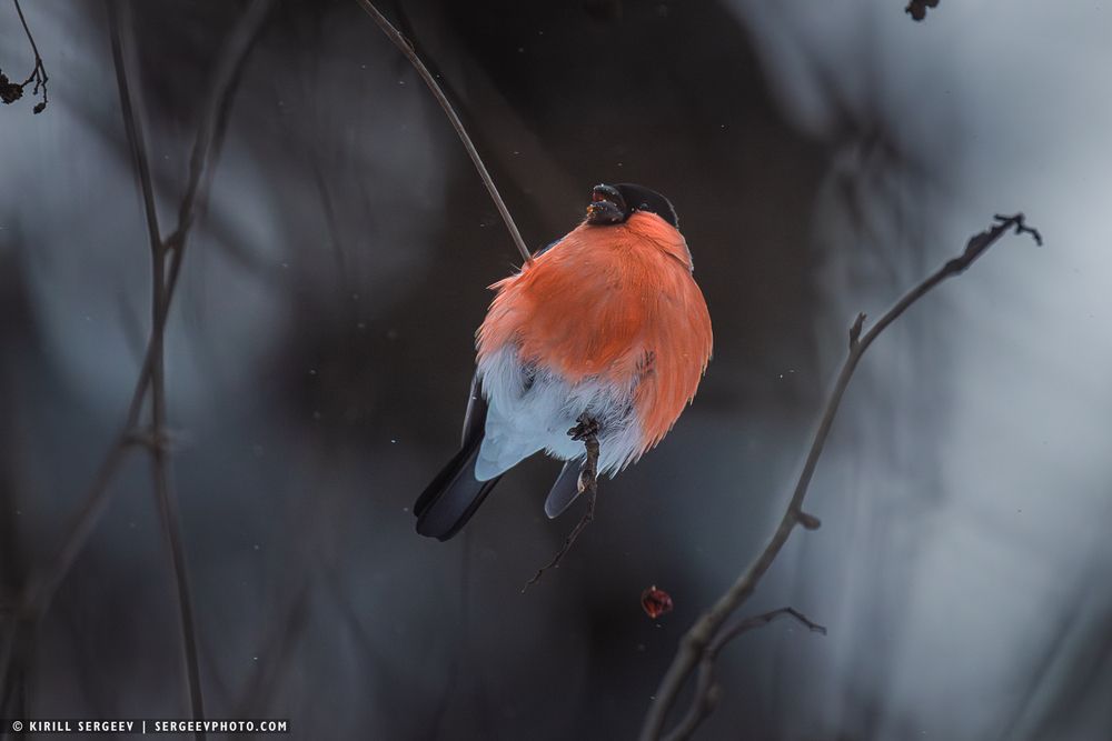 Снегирь | bullfinch
