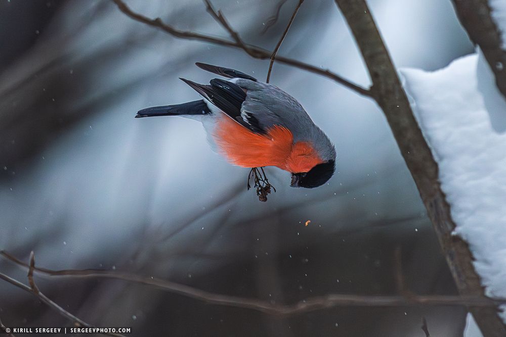 Снегирь | bullfinch