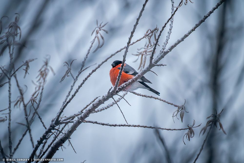 Снегирь | bullfinch