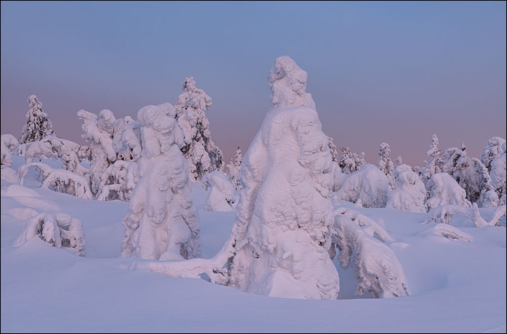 Последний цвет утра