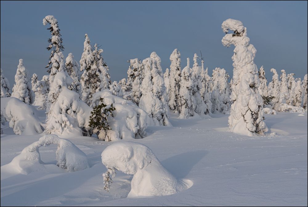 Горный лес днём