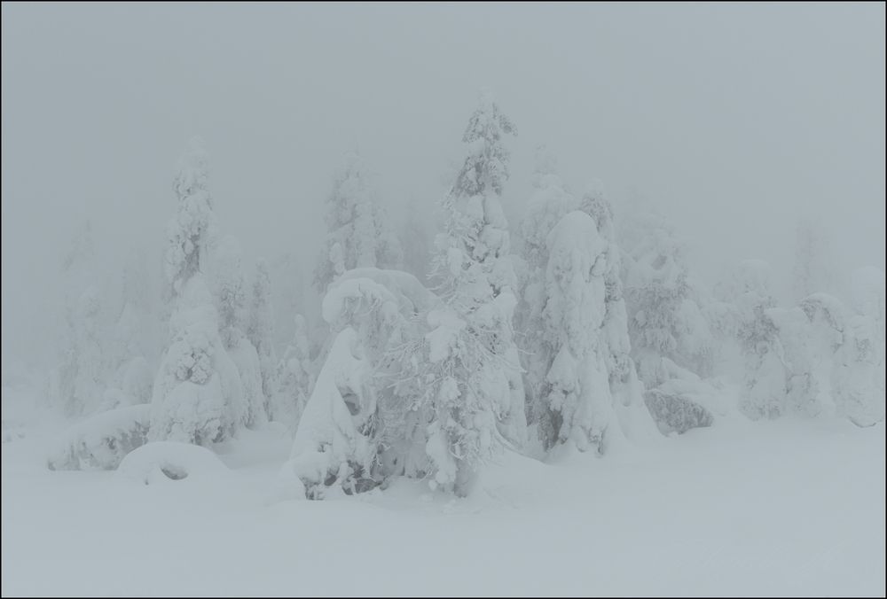 Горный лес днём, в облаках.