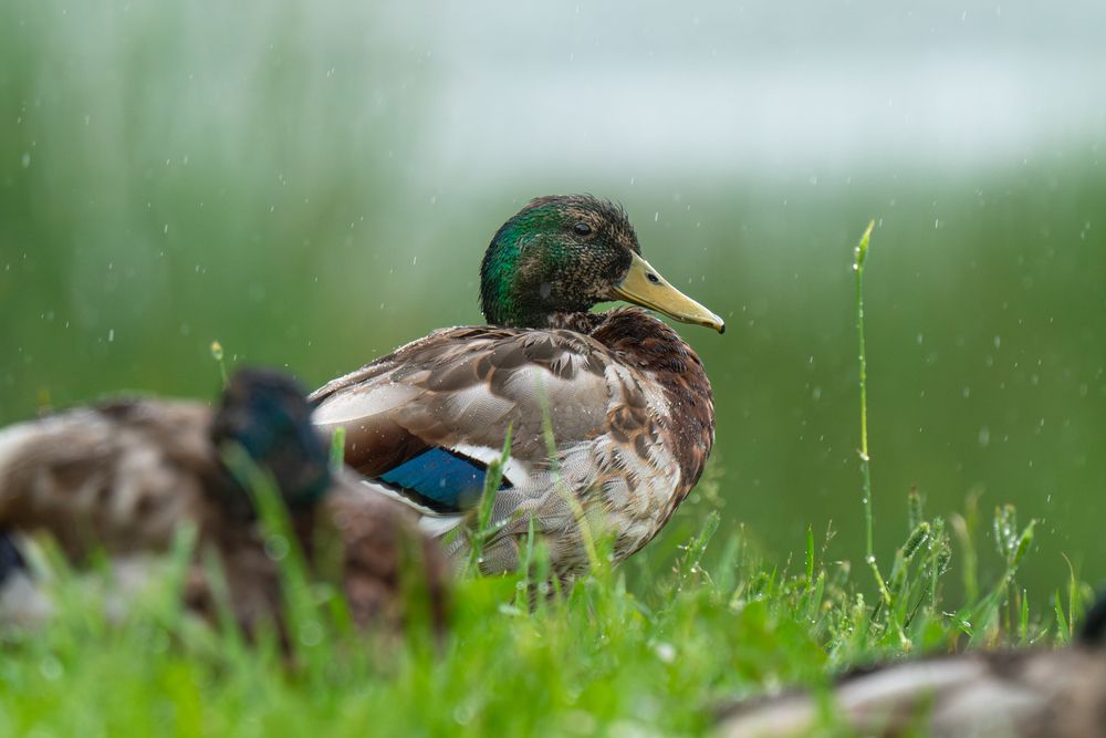 In the summer rain