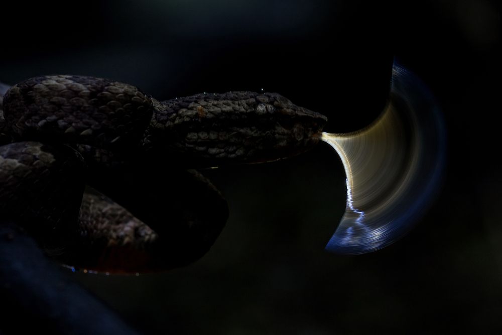 Essence of Indian Wilderness