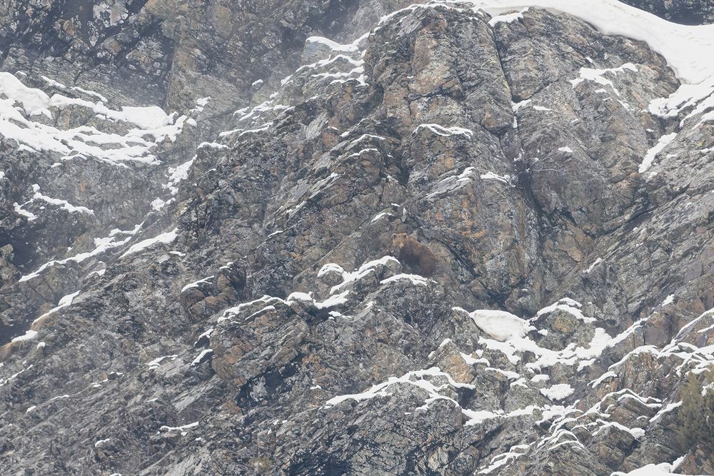 Essence of Indian Wilderness