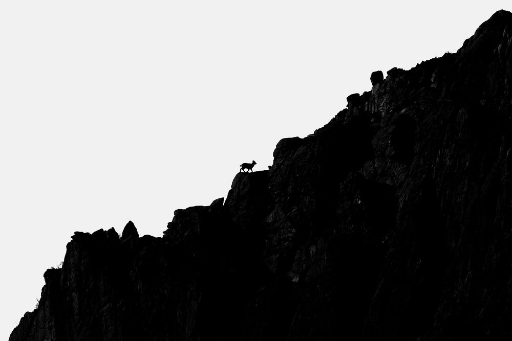 Essence of Indian Wilderness