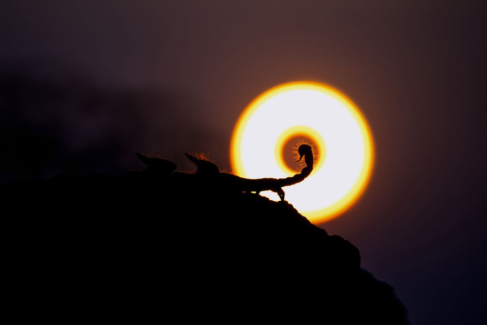 Essence of Indian Wilderness