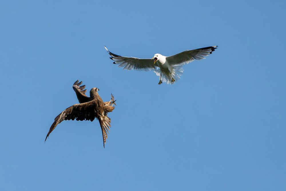 Photo 2989509