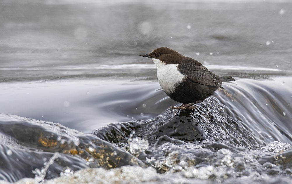 Водяной воробей Оляпка :)
