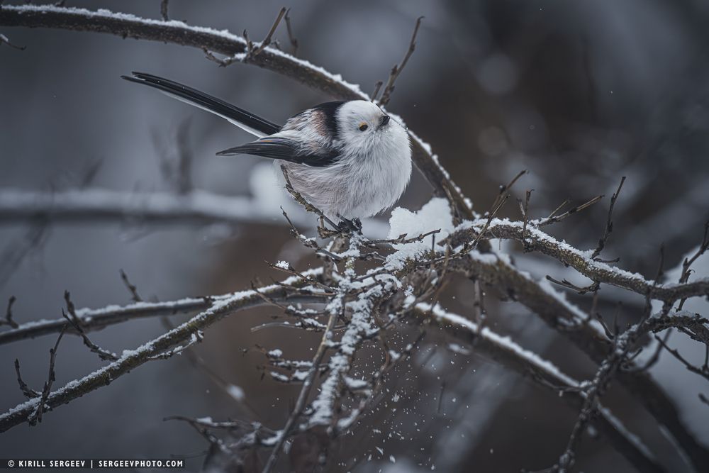 Ополовник | long-tailed tit