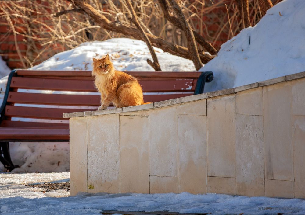 Мартовские котики в г. Богородицке