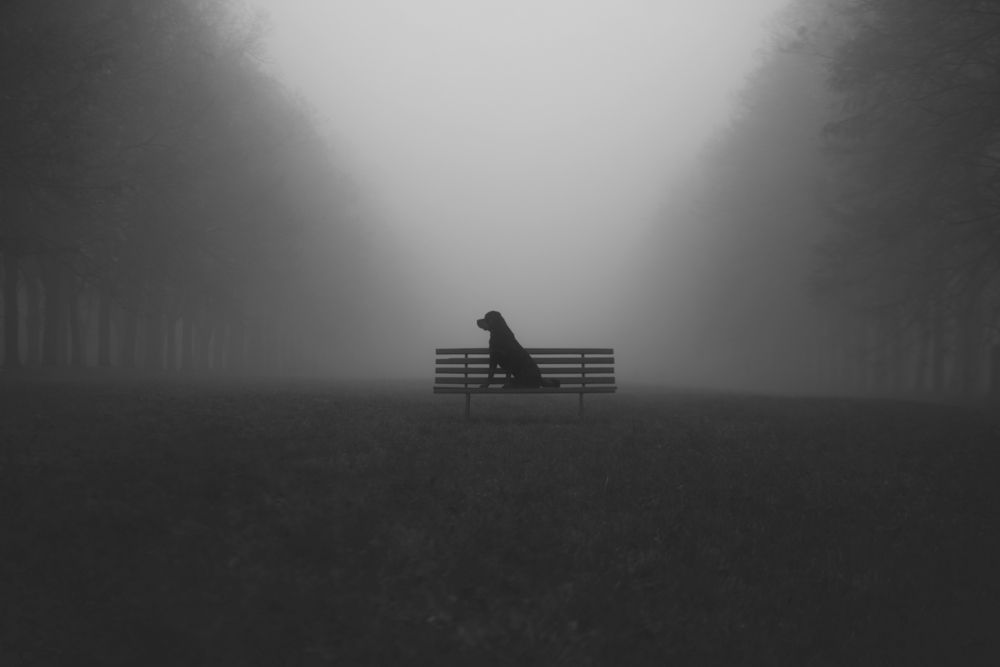 Photo 29929178