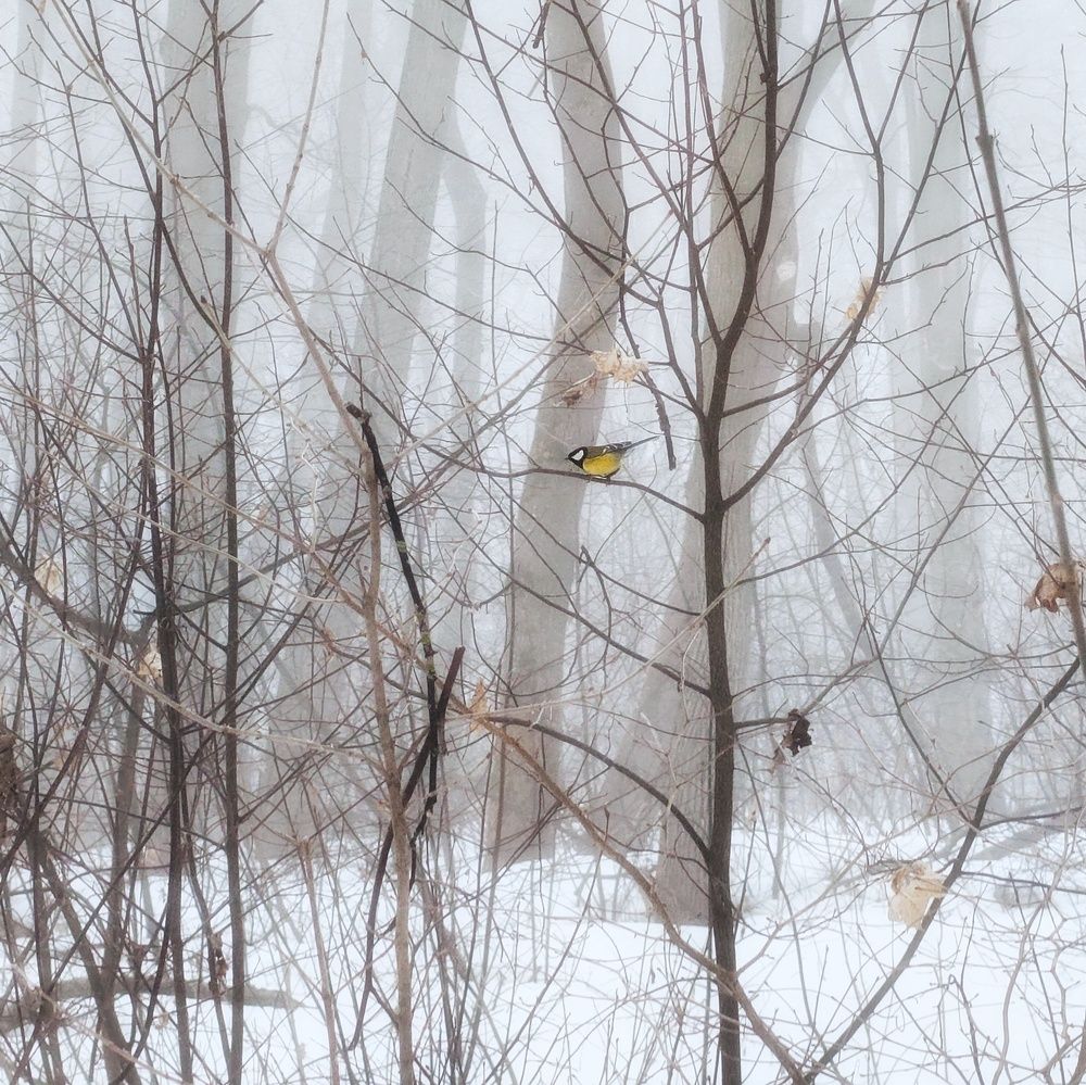 Photo 29929232