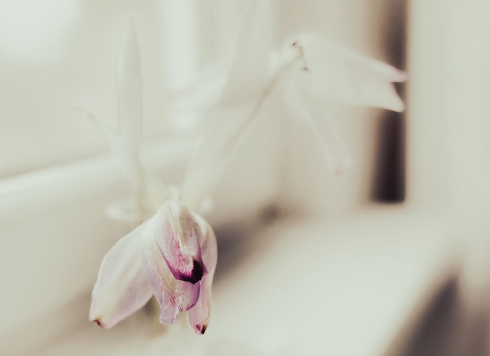 Tulpe novīstot arī ir skaista.