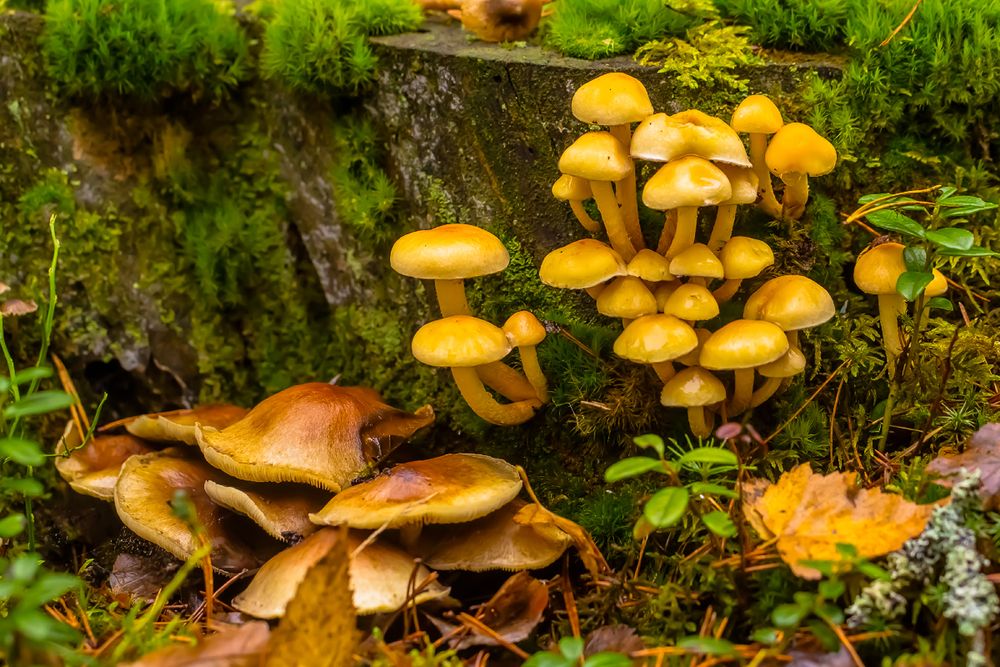 ....