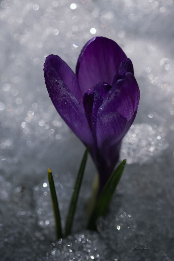Photo 29929717