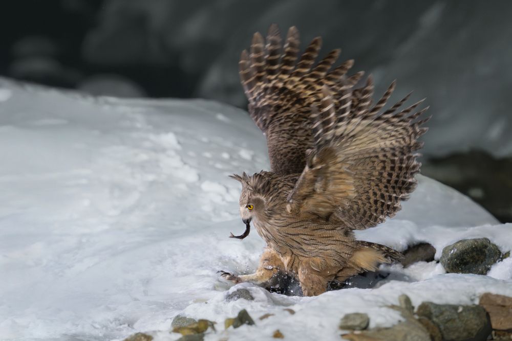 Рыбный филин | Blakiston&rsquo;s Fish Owl