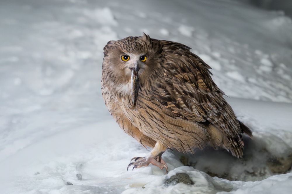 Рыбный филин | Blakiston&rsquo;s Fish Owl