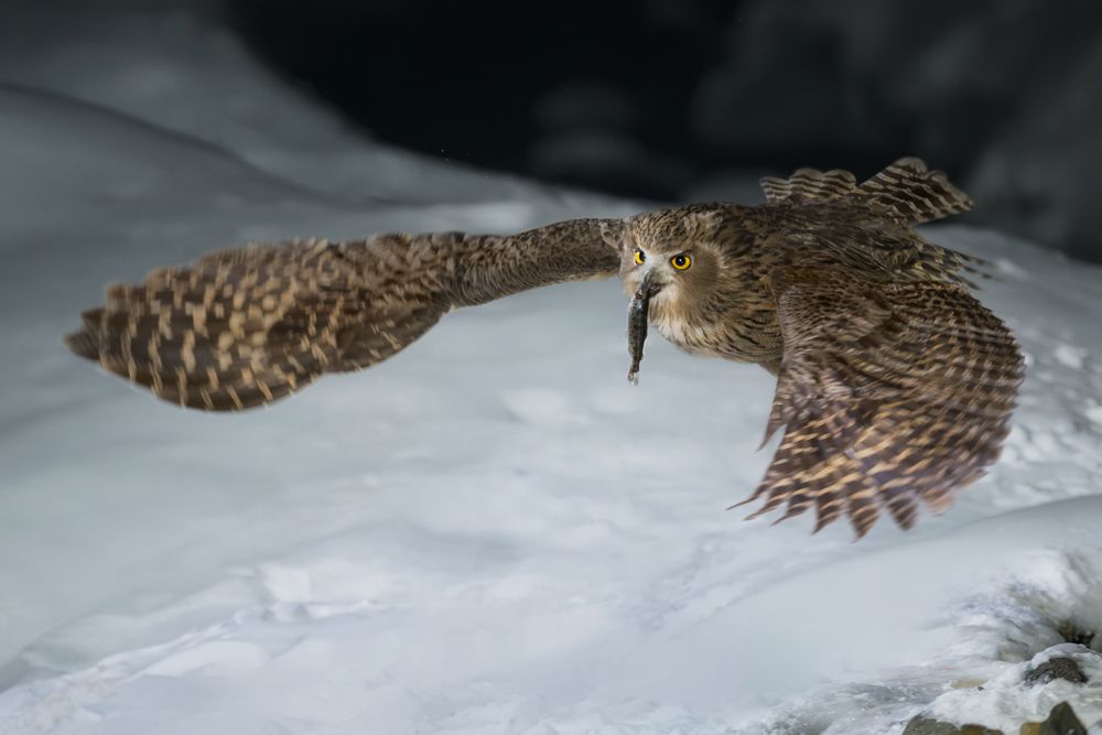 Рыбный филин | Blakiston&rsquo;s Fish Owl